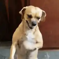 passinho